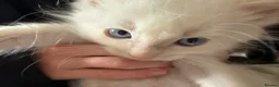 Ragdoll cats for sale: Rare flame point boy pure bred white fur blue eyes - Advert 4