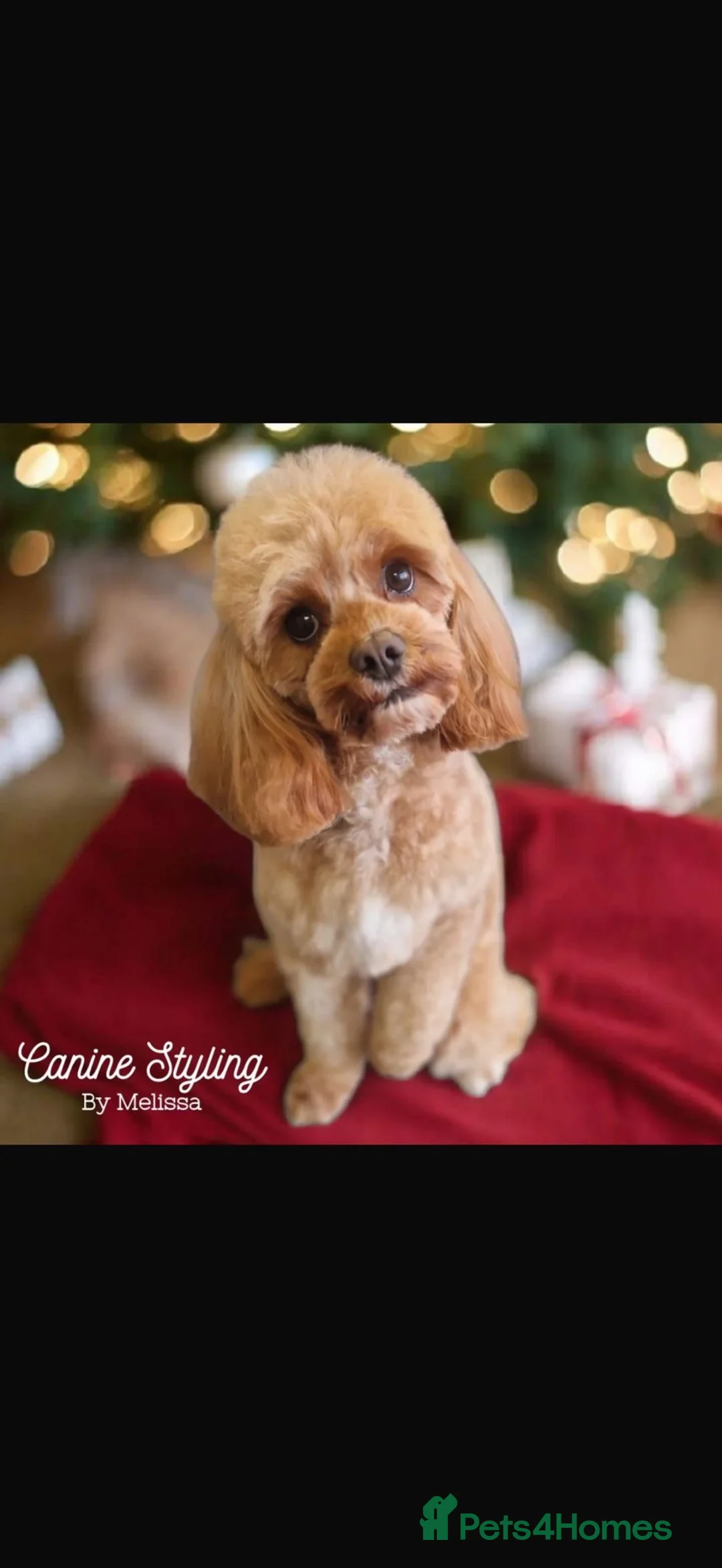 Cavapoo dogs for sale: Adorable F1B Toy Cavapoo Puppies in Ipswich - Advert 2