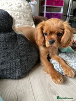 Cavalier King Charles Spaniel dogs Beautiful KC reg ruby puppies, home reared - Advert 2