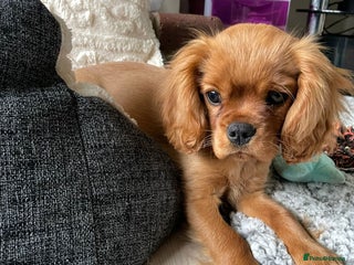 Cavalier King Charles Spaniel dogs for sale: Beautiful KC reg ruby puppies, home reared - Advert 1