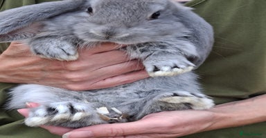 French Lop rabbits - Advert 5