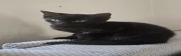 Mixed Breed cats for sale: Stunning Black Panther Kitten - Advert 1