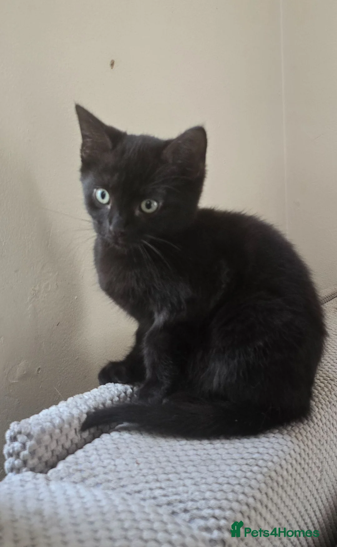 Mixed Breed cats for sale: Stunning Black Panther Kitten - Advert 1