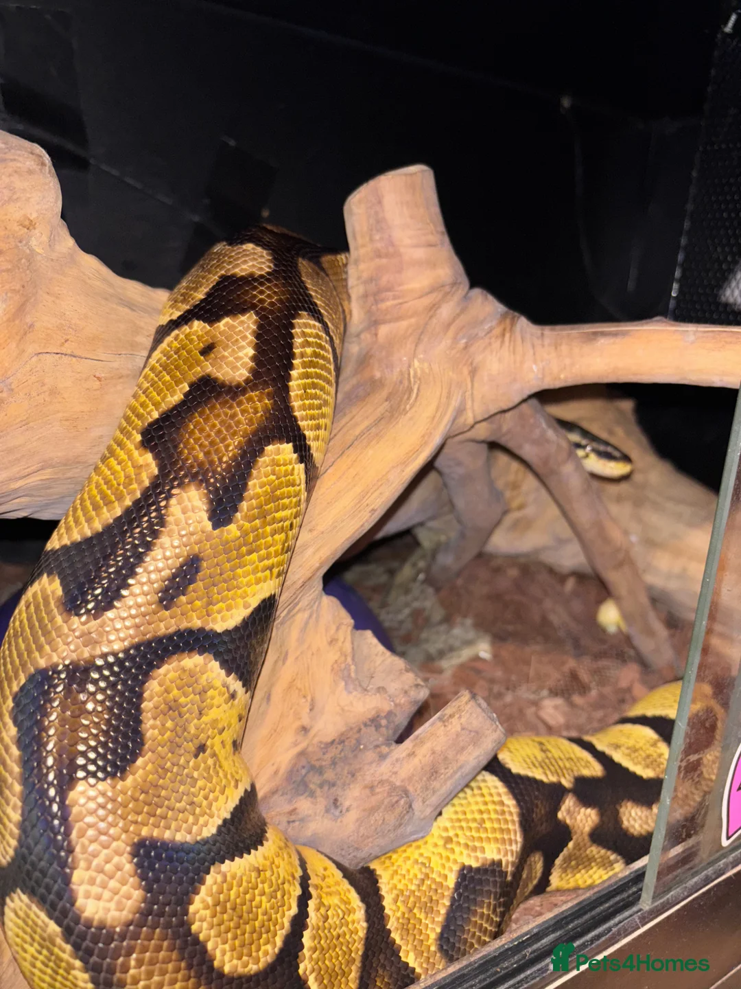 Python Snake reptiles for sale: 0.1 Royal Python and 1.0 Royal Python & vivariums  in Colchester - Advert 4