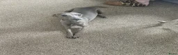 Italian Greyhound dogs for sale: Stunning Italian Greyhound Puppies  - Advert 2