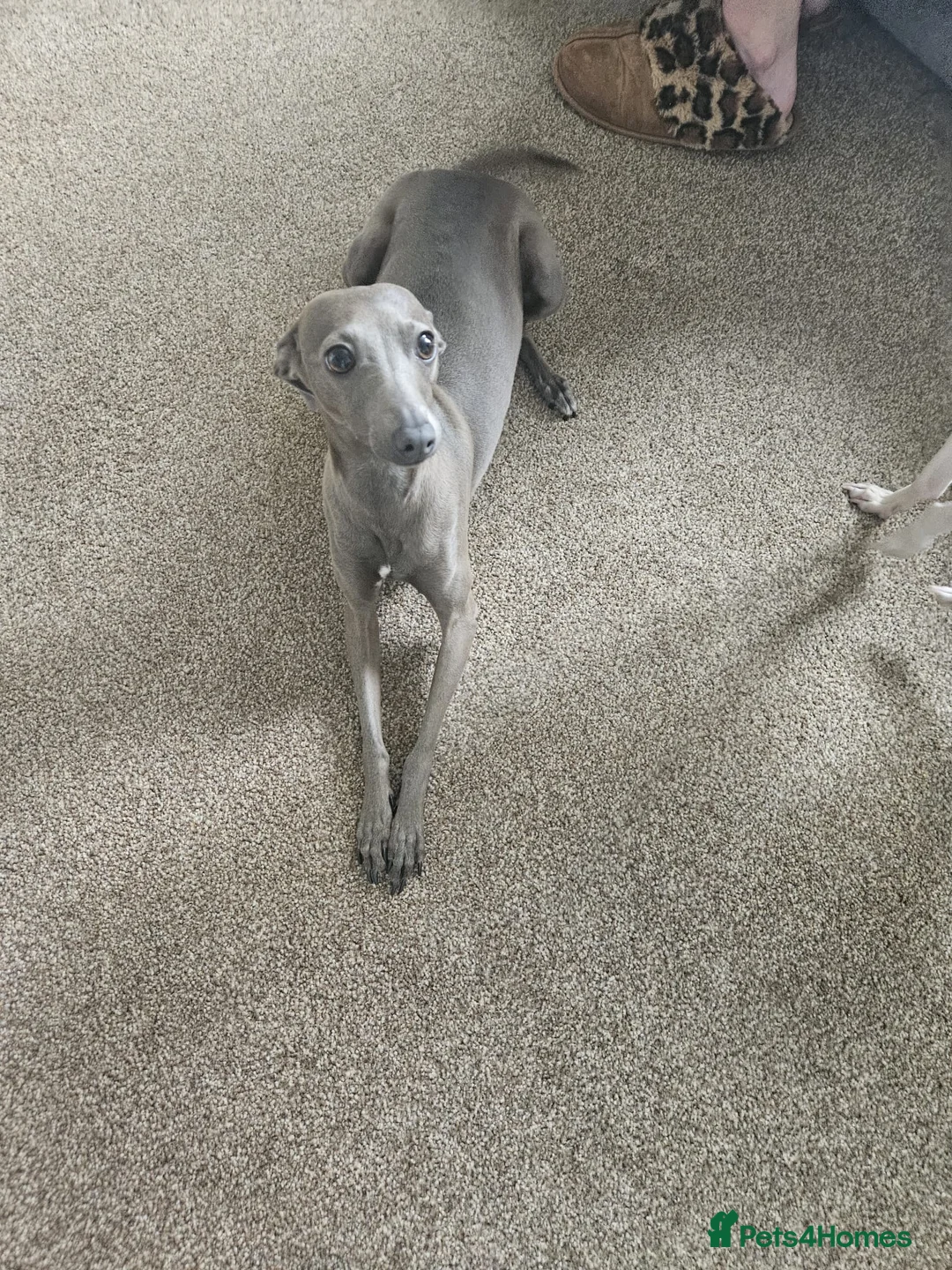 Italian Greyhound dogs for sale: Stunning Italian Greyhound Puppies  - Advert 2