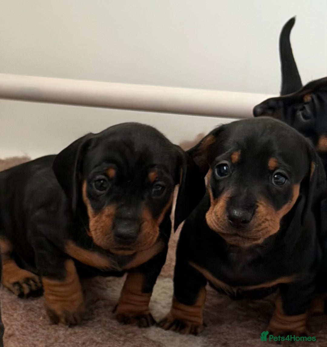 Miniature Dachshund dogs for sale: Miniature Smooth Haired Dachshund Puppies  - Advert 1