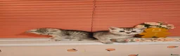 Mixed Breed cats for sale: 4 Beautiful Persian cross kittens  - Advert 4