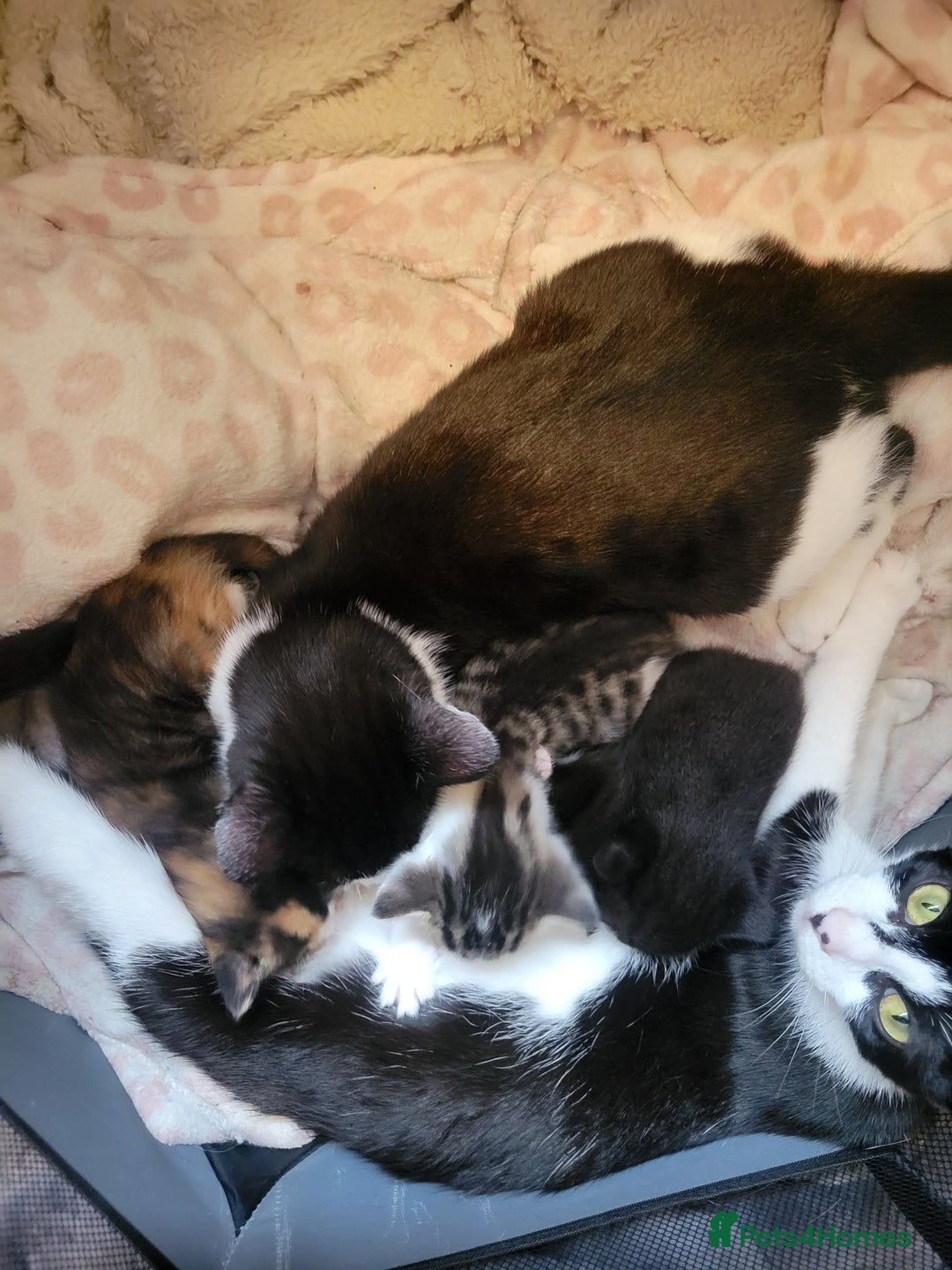 Domestic Shorthair cats for sale: Kittens - Image 4