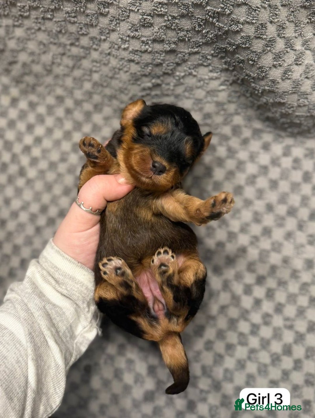 Cavapoo dogs for sale: 💛Gorgeous Cavapoo Puppies Looking 4 Forever Homes - Advert 6