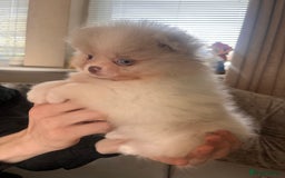 Pomeranian dogs for sale: Stunning Teddy Bear Pomeranians  - Image 2