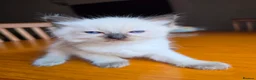 Ragdoll cats for sale: Beautiful Ragdoll Kittens Ready From 11th August - Advert 19