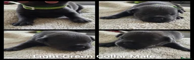 Light Green Collar Male