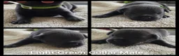 Staffordshire Bull Terrier dogs for sale: KC Blue Staffordshire Bull Terrier Puppies - Advert 7