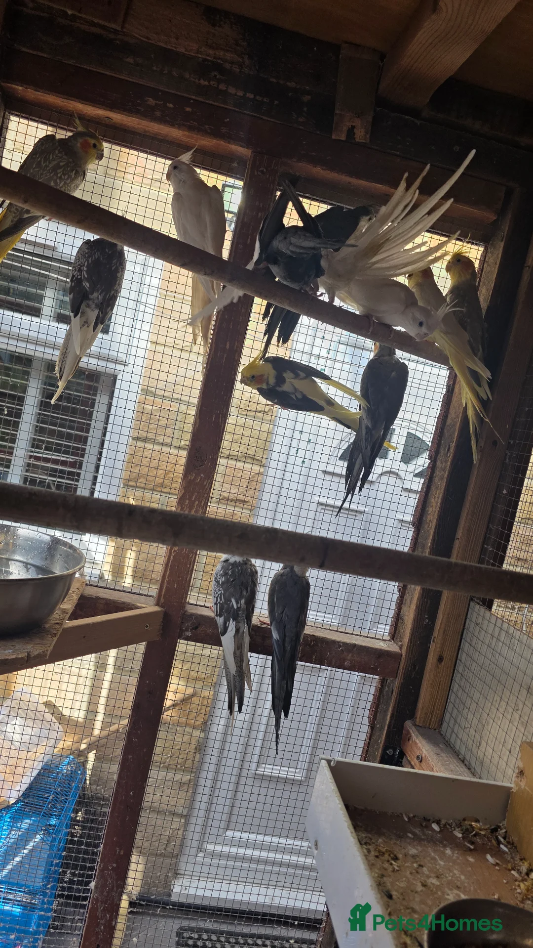 Cockatiels birds for sale: Cockatiel  - Advert 2