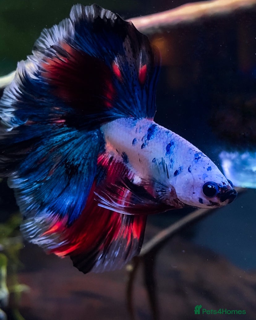 Bettas fish Outstanding male Betta - food included  - Advert 1