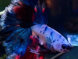 Bettas fish Outstanding male Betta - food included - Advert 1