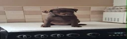 Patterdale Terrier dogs for sale: Strong, healthy, chunky Patterdale Puppies - Advert 4