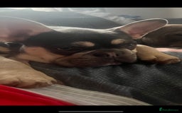 French Bulldog dogs for stud: JIM BOY is for stud DWKC registered no AI in West Molesey - Image 6