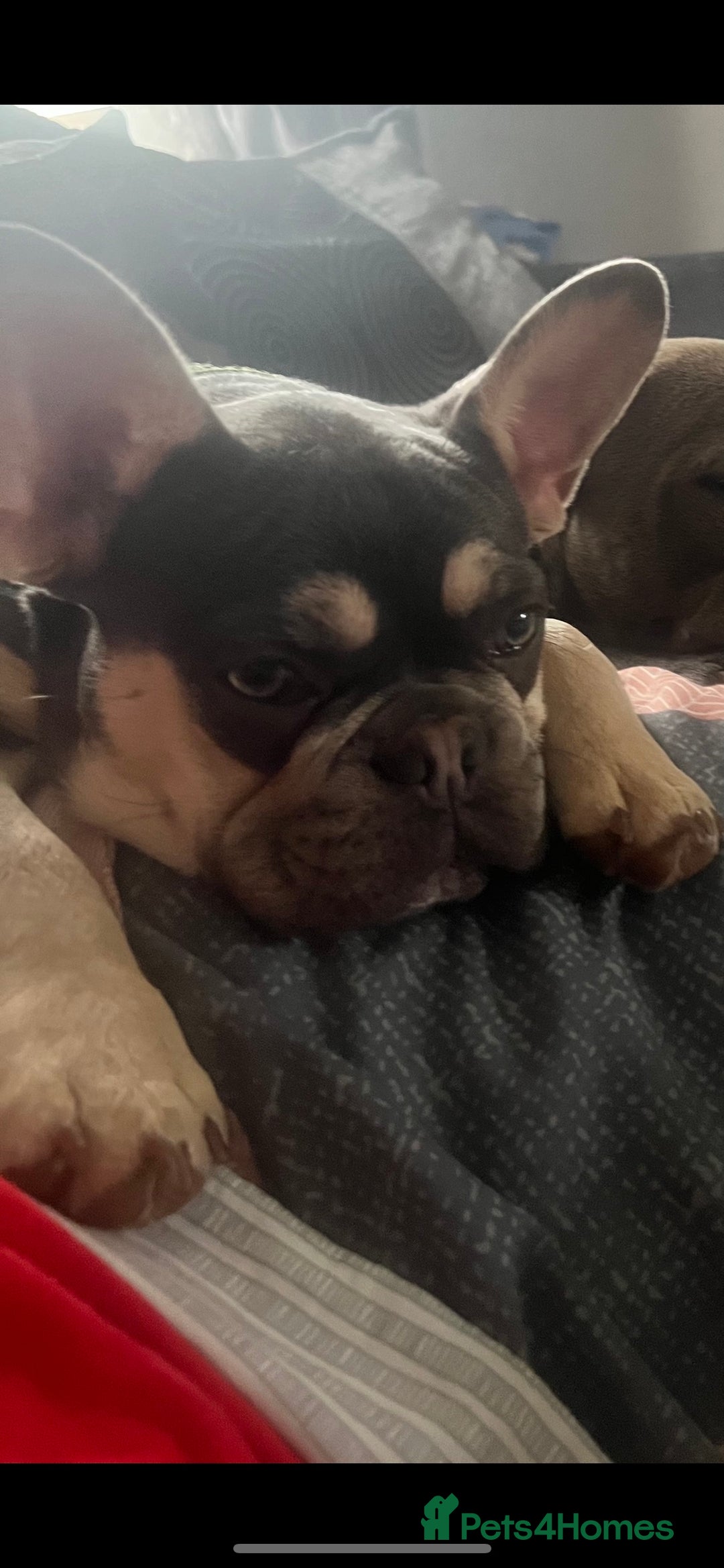French Bulldog dogs for stud: JIM BOY is for stud DWKC registered no AI in West Molesey - Image 6
