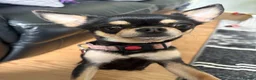 Chihuahua dogs for sale: Beautiful apple head chihuahua puppies  - Advert 3