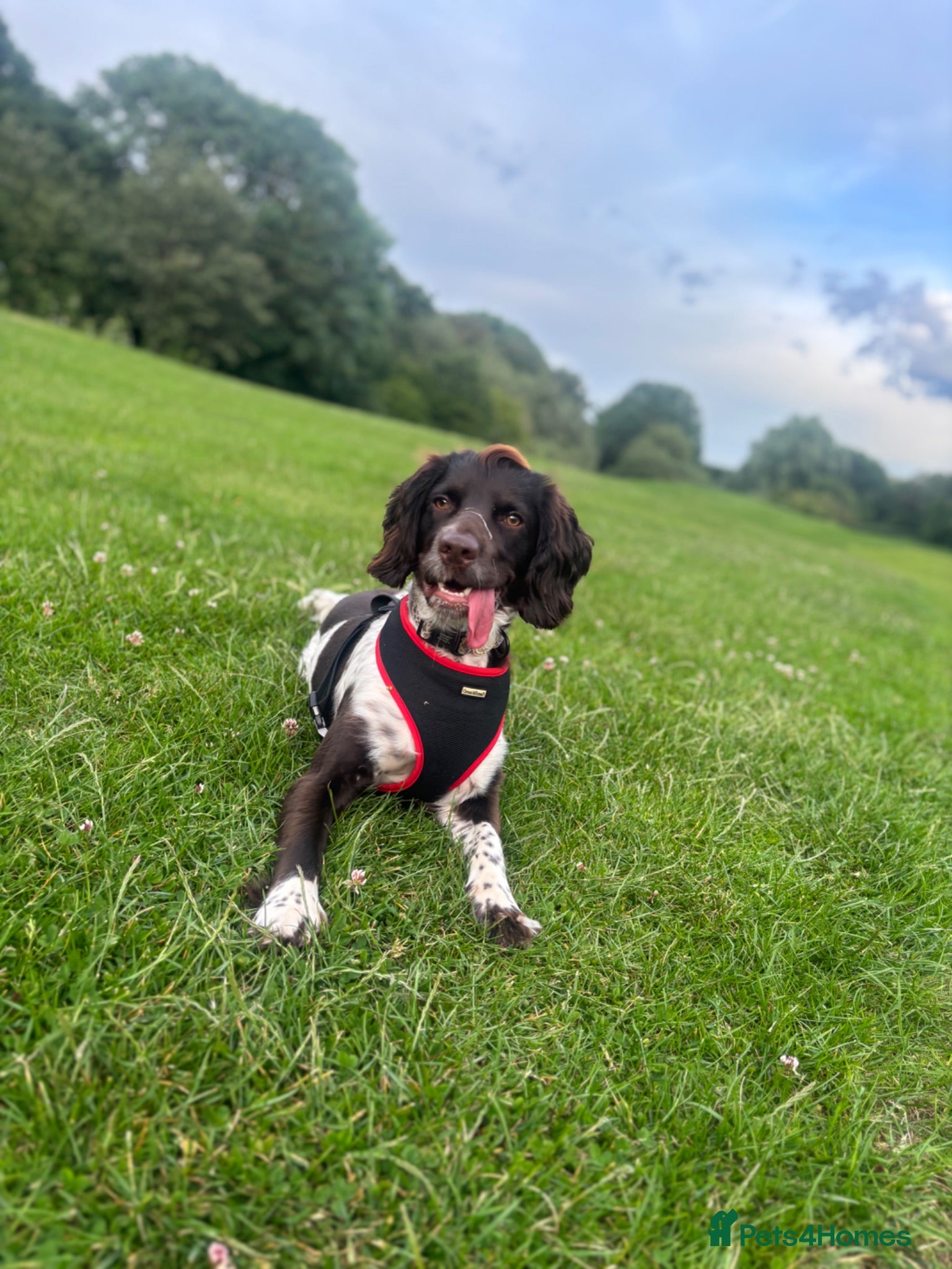 Sprocker dogs Sprocker spaniel  - Advert 4
