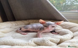 Sphynx cats for sale: Don Sphynx Kittens - Image 34