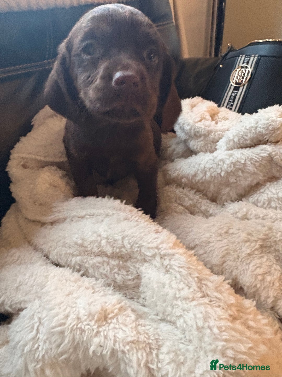 Cockerdor dogs for sale: READY NOW reduced Last choc&tan girl F1 cockerdor - Advert 1