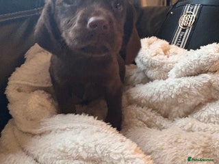 Cockerdor dogs READY NOW reduced Last choc&tan girl F1 cockerdor - Advert 16