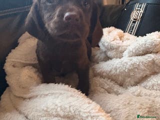 Cockerdor dogs READY NOW reduced Last choc&tan girl F1 cockerdor - Advert 3