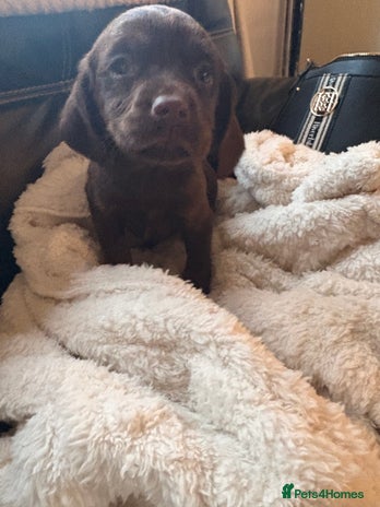 Cockerdor dogs READY NOW reduced Last choc&tan girl F1 cockerdor - Advert 3