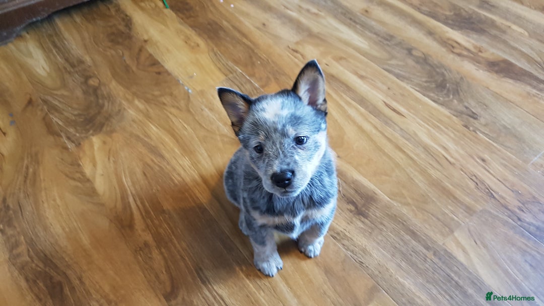 Australian Cattle Dog dogs for sale: Australian cattle dog  - Image 3