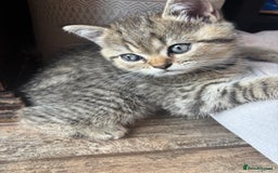 British Shorthair cats for sale: 💎Rare Silver & Spotted BSH Kittens ns 12 & n 24🐾 - Image 23