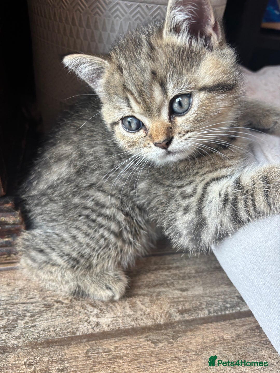 British Shorthair cats for sale: 💎Rare Silver & Spotted BSH Kittens ns 12 & n 24🐾 - Image 23