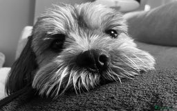 Shichon dogs for stud: Shicon for stud - Advert 6