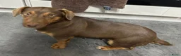 Jack Russell dogs for sale: Beautiful Jack Russell puppies - Advert 4