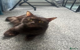 British Shorthair cats for sale: British short hair kitten chocolate brown - Image 9