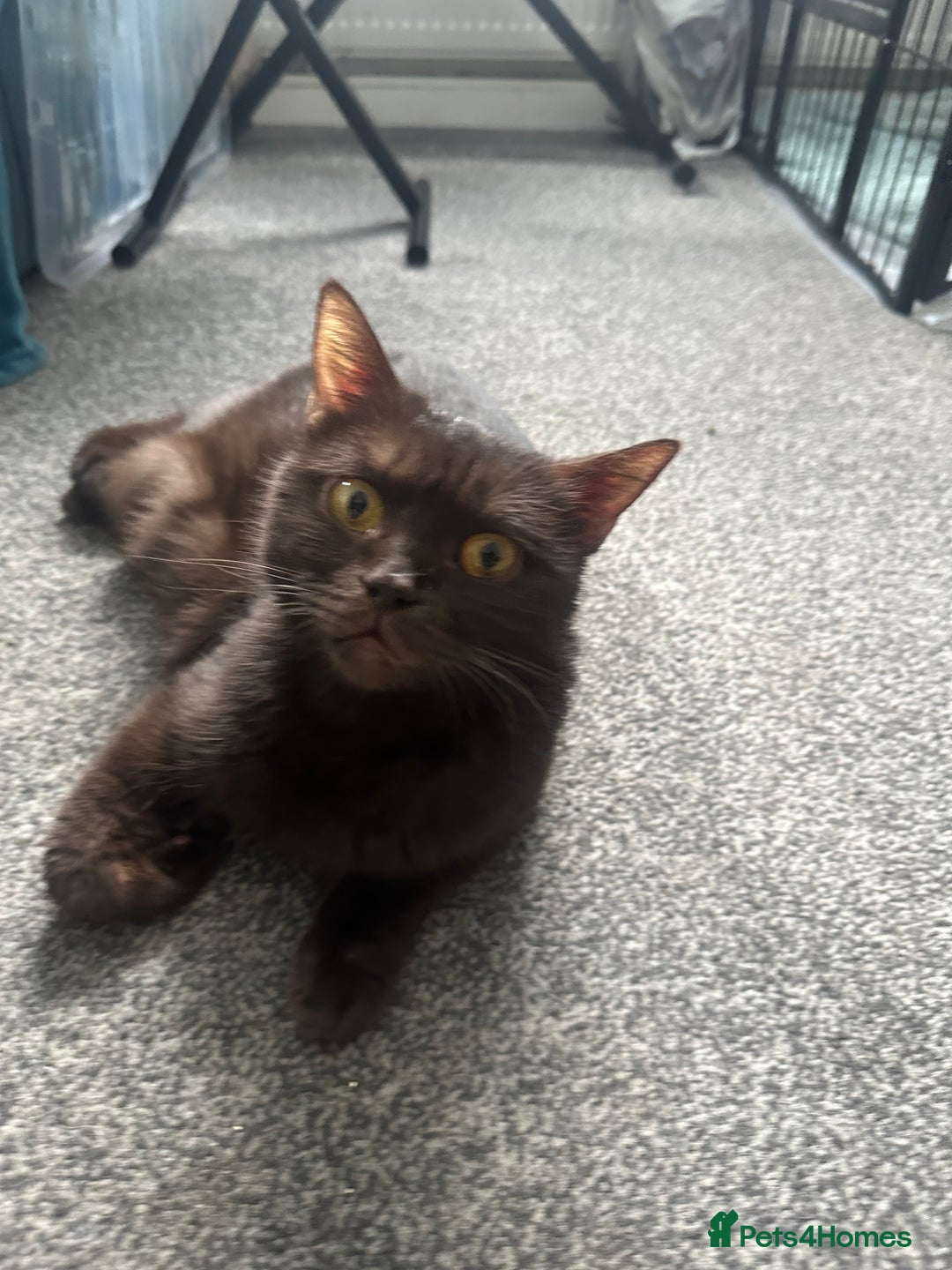 British Shorthair cats for sale: British short hair kitten chocolate brown - Image 9