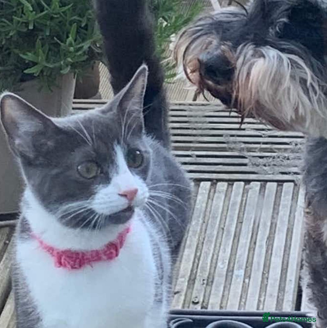 British Shorthair cats for sale: Boo - Grey & White (Female) 6 years old - Image 4