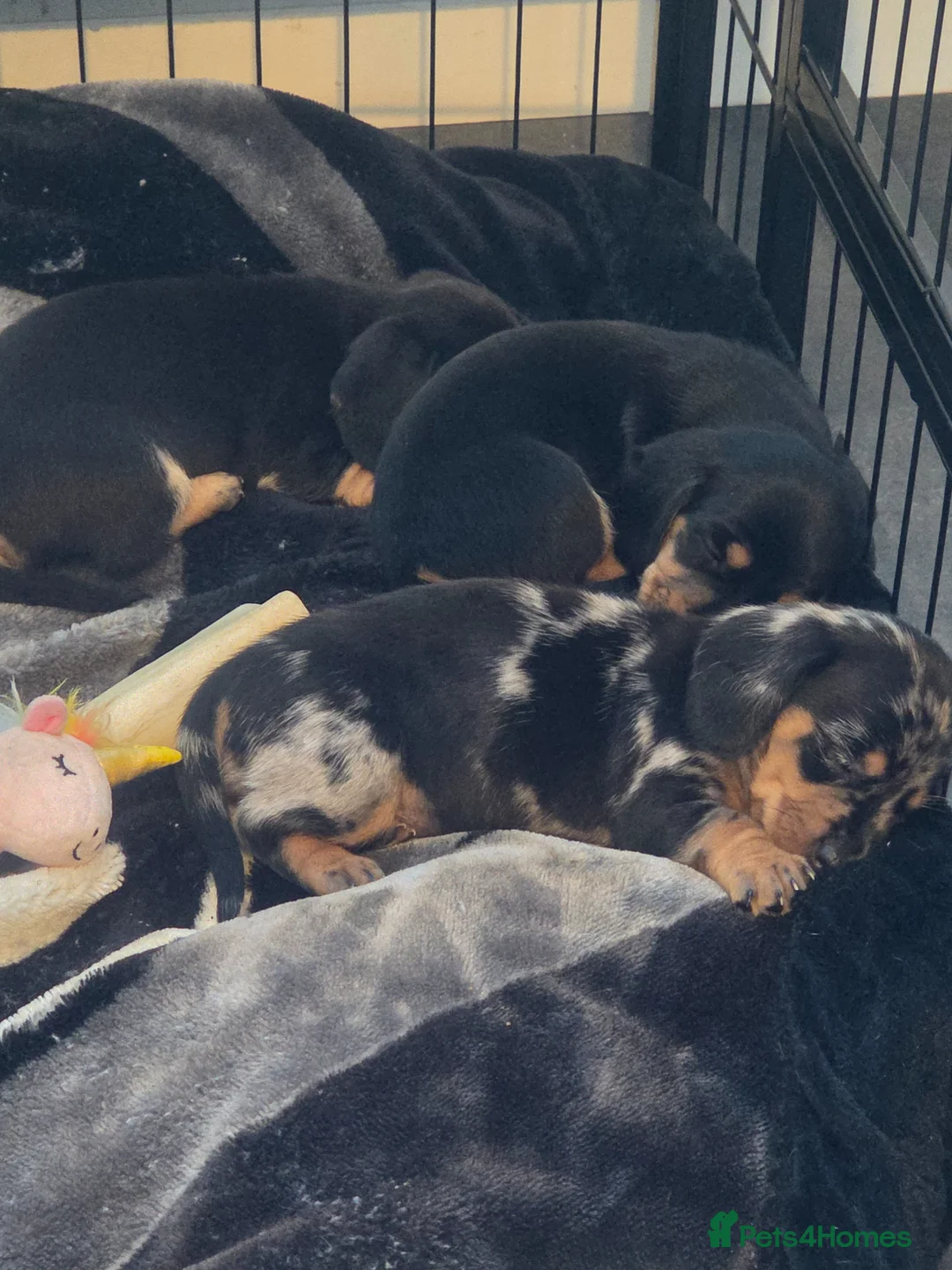 Dachshund dogs for sale: Dashaund puppys in Blaydon-on-Tyne - Advert 2