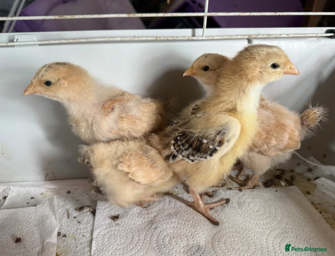 Chickens poultry for sale: Orpington chicks  - Advert 2