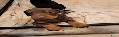 Dobermann Puppy 1