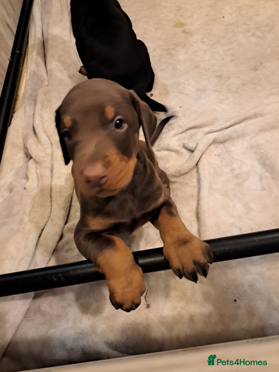 Dobermann dogs for sale: Doberman puppies  - Advert 2