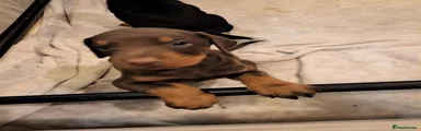 Dobermann Puppy 1