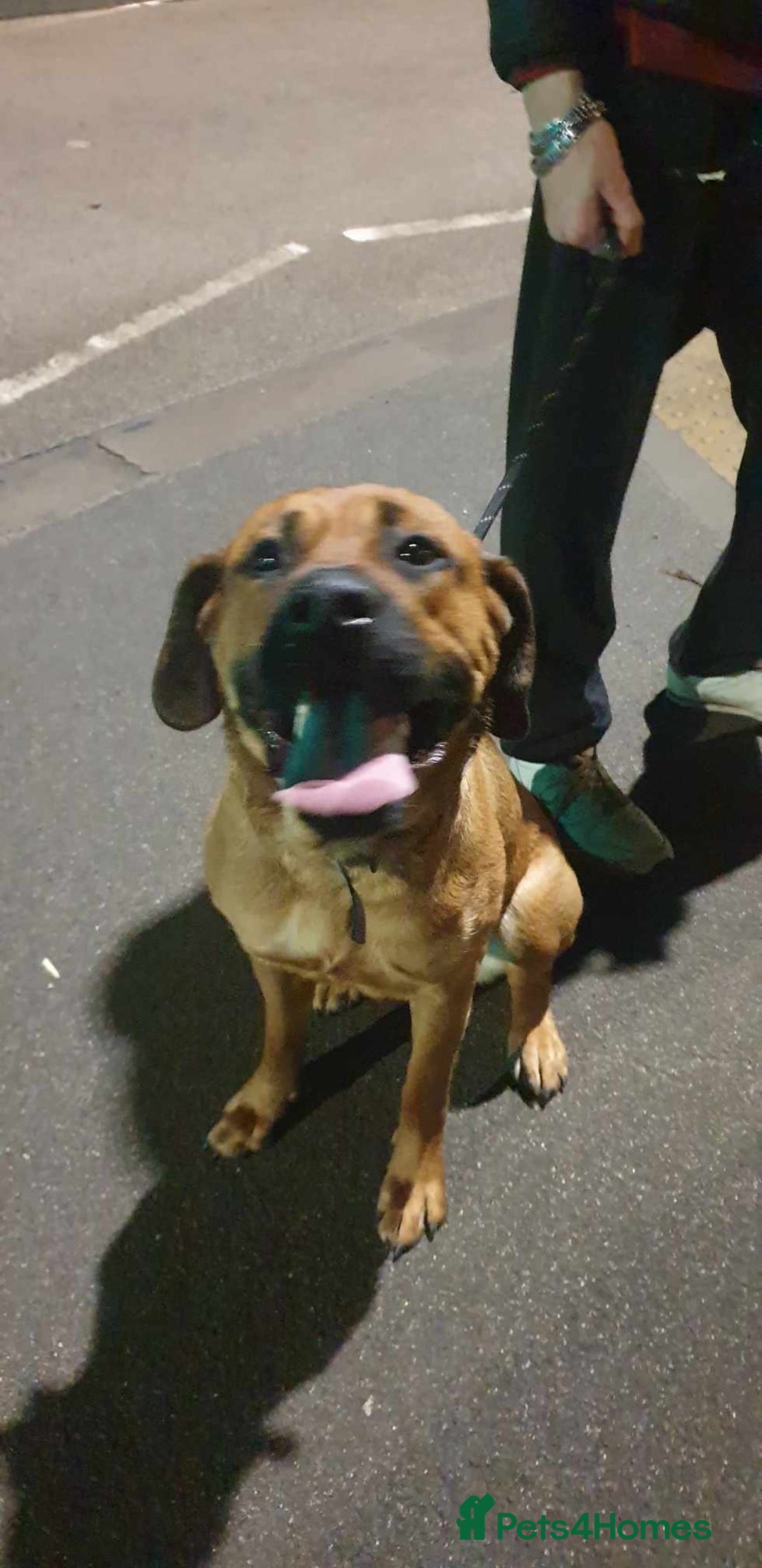 Mixed Breed dogs for sale: staffie cross rottweiler puppies  - Advert 1