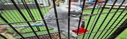 Parrots birds for sale: African grey bird cage For Sale - Advert 3