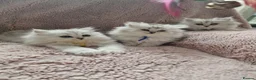 British Longhair cats for sale: 5 Beautiful British Longhair white/silver kittens - Advert 18