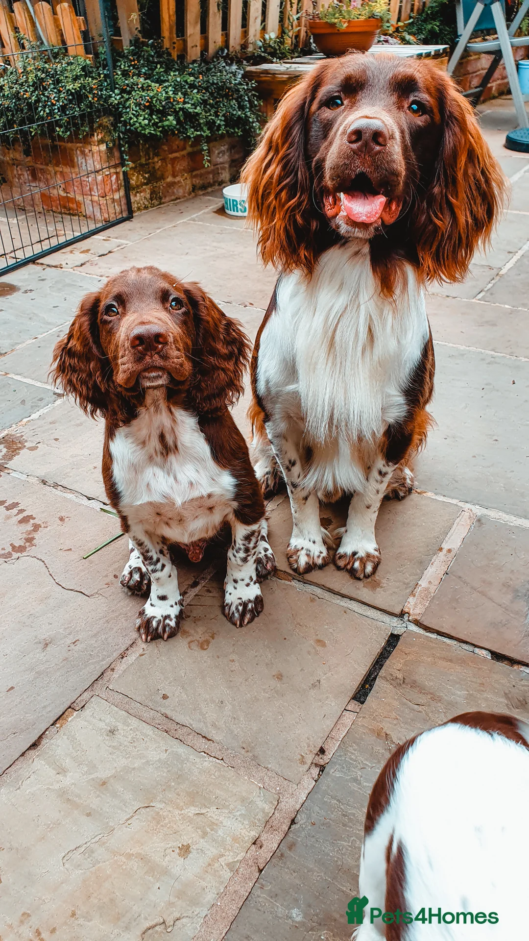 English Springer Spaniel dogs for stud: English Springer Spaniel Stud  in Derby - Advert 22