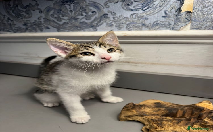 Domestic Shorthair cats - Advert 12