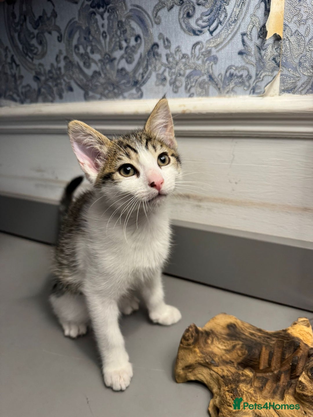 Domestic Shorthair cats for sale: Five lovely kittens for sall - Image 9